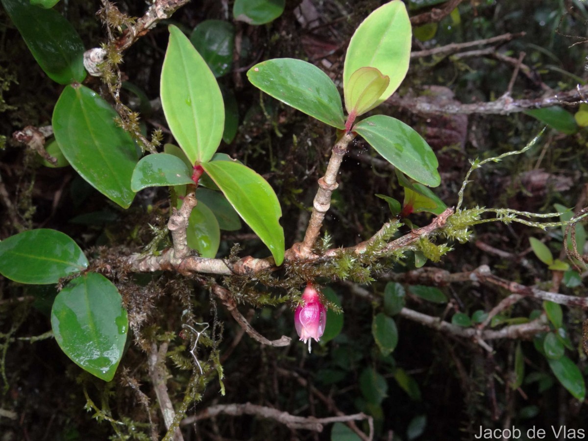 Medinilla fuchsioides Gardner